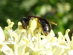 Andrena integra