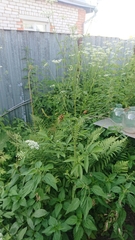 Chaerophyllum aromaticum