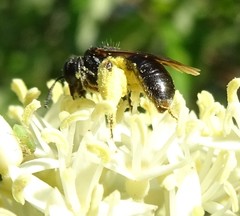 Andrena integra