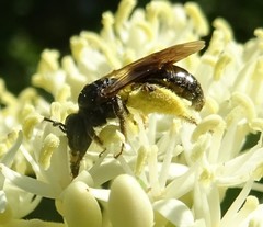 Andrena integra