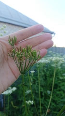 Chaerophyllum aromaticum
