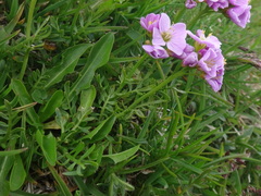 Cardamine crassifolia