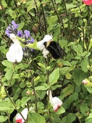 Bombus californicus