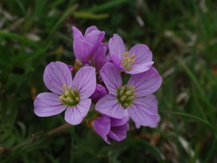 Cardamine crassifolia