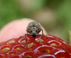 Calomycterus setarius