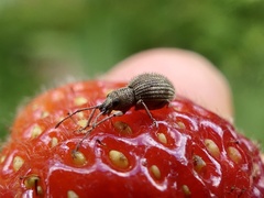 Calomycterus setarius