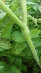 Chaerophyllum aromaticum