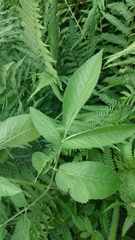 Chaerophyllum aromaticum