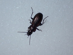 Pterostichus multipunctatus