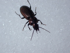 Pterostichus multipunctatus