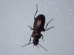 Pterostichus multipunctatus