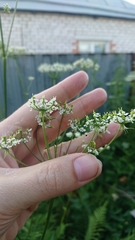 Chaerophyllum aromaticum