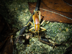 Ocellarnaca