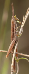 Betiscoides