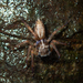Spartaeina - Photo (c) Colin Chiu, some rights reserved (CC BY-NC), uploaded by Colin Chiu