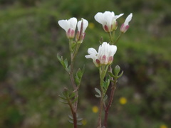 Cardamine resedifolia