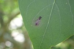 Rhopalum