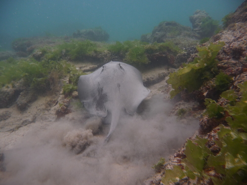 Diamond stingray (Hypanus dipterurus) — Dasyatidae — 5