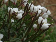 Cardamine resedifolia