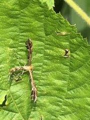 Dejongia lobidactylus