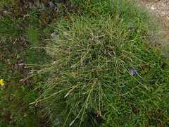 Carex curvula