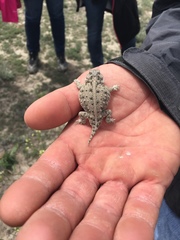 Phrynosoma douglasii