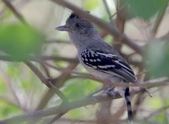 Thamnophilus sticturus