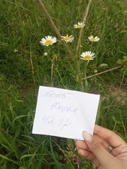 Tripleurospermum inodorum