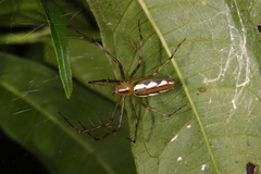 Tapinillus