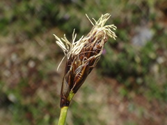 Carex curvula