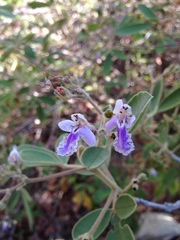 Vitex mollis