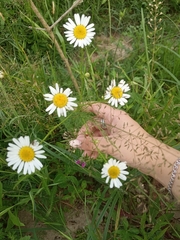 Tripleurospermum inodorum