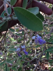 Vitex mollis
