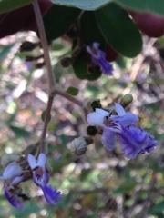 Vitex mollis