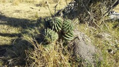 Echinopsis