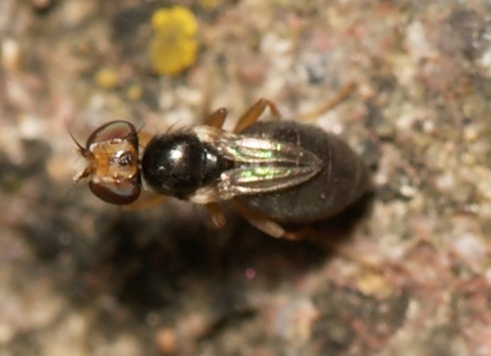 Stiphrosoma sabulosum