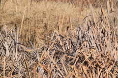 Bradypterus baboecala