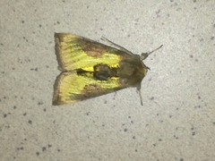 Diachrysia chrysitis