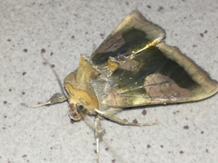 Diachrysia chrysitis