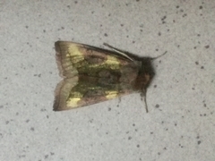 Diachrysia chrysitis