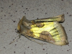 Diachrysia chrysitis