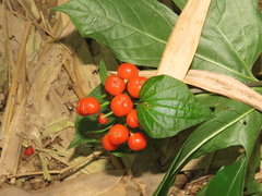 Tacca palmata
