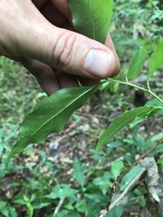 Ditrysinia fruticosa