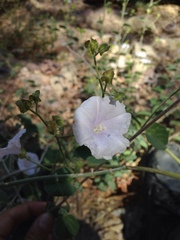 Jacquemontia pringlei