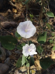 Jacquemontia pringlei