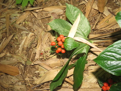 Tacca palmata