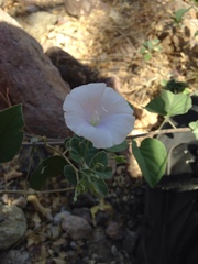 Jacquemontia pringlei