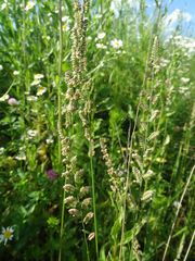 Beckmannia eruciformis