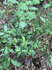 Ditrysinia fruticosa