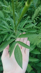 Chaerophyllum aromaticum